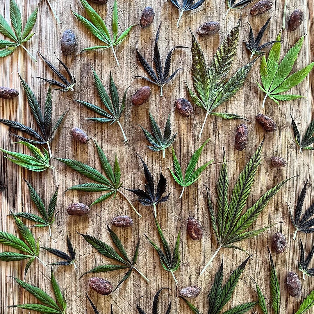 cannabis plant, cannabinoid