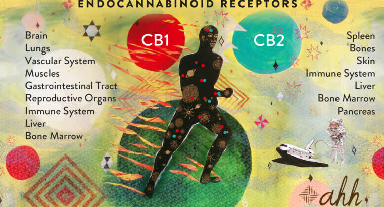 Enhance the bliss molecule – What Are Cannabinoids?