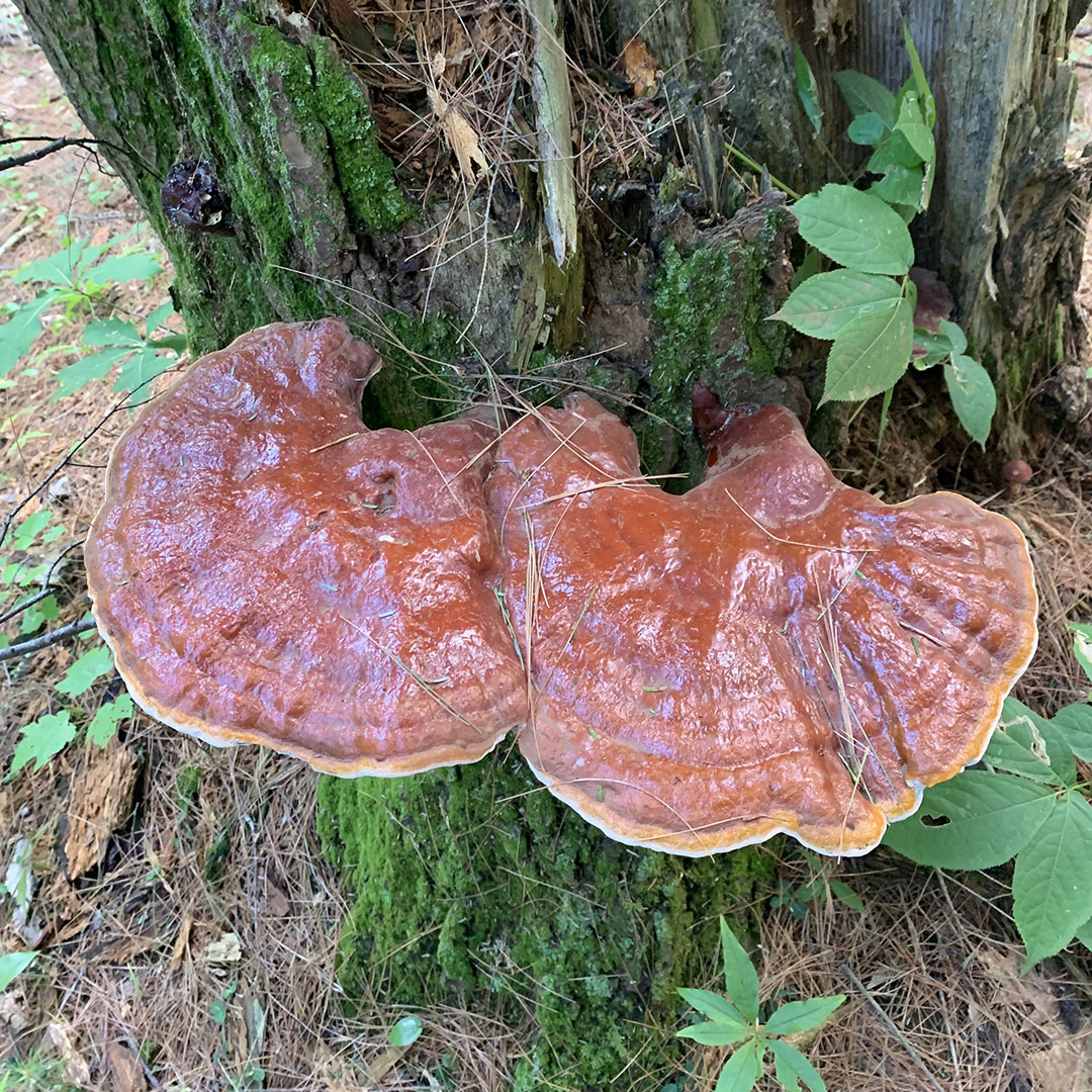 Reishi