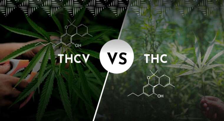 What Is THCV vs THC And How Ahh Moments Cannabis Chocolate Combines Both for a Unique Experience