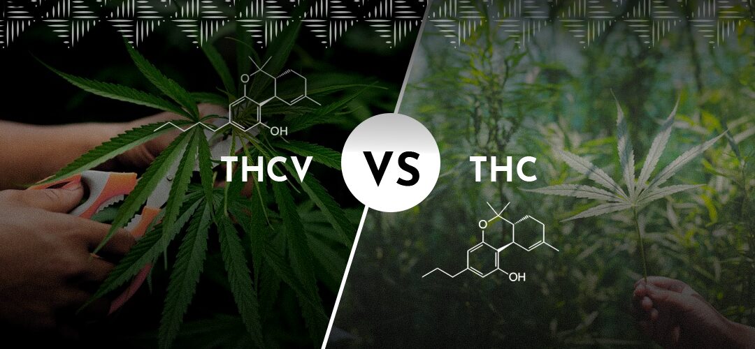 What Is THCV vs THC And How Ahh Moments Cannabis Chocolate Combines Both for a Unique Experience